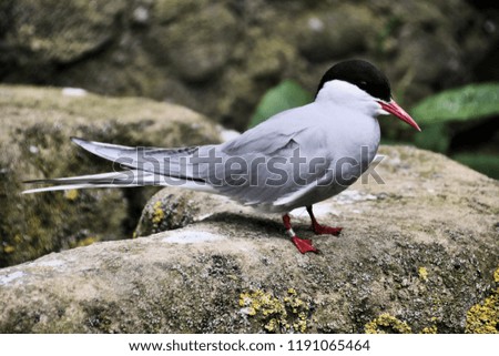 A picture of an Arctic Tern on Farne Islands