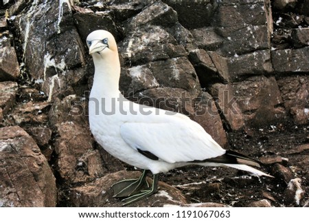 A picture of a Gannet on Bass Rock in Scotland
