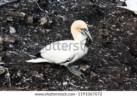 A picture of a Gannet on Bass Rock in Scotland