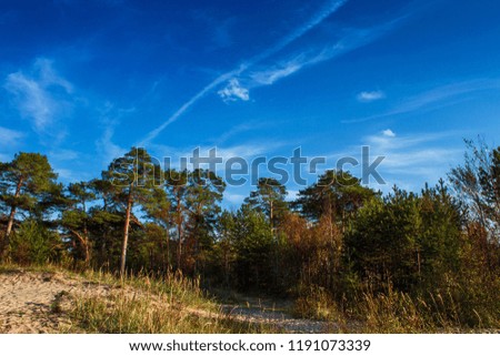 summer landscape
pine trees