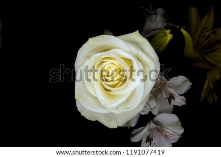 details and primacy of isolated white rose

