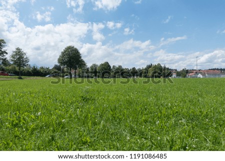 Summer landscape. Large open space with grass and trees. High green grass in the foreground.