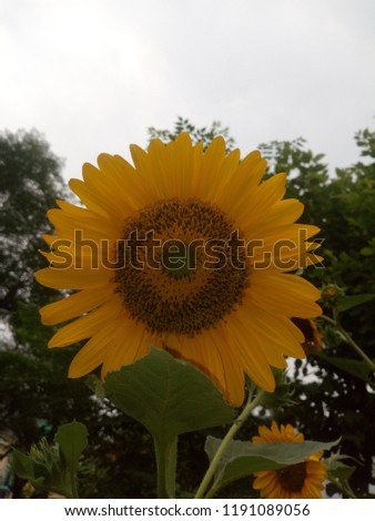 Very nice picture of sun flower by 18-55 mm lens 