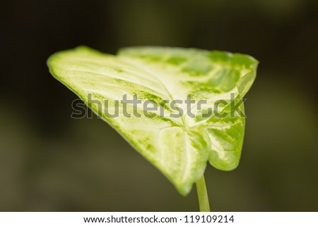 green leaf in nature. macro