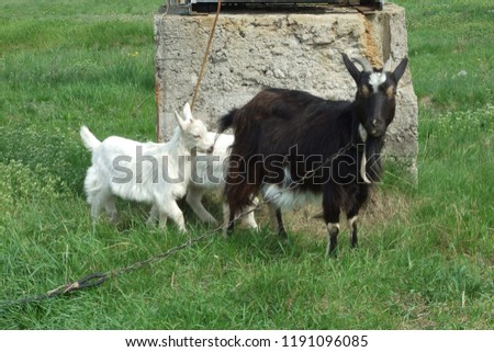 Goat in the Ukrainian village