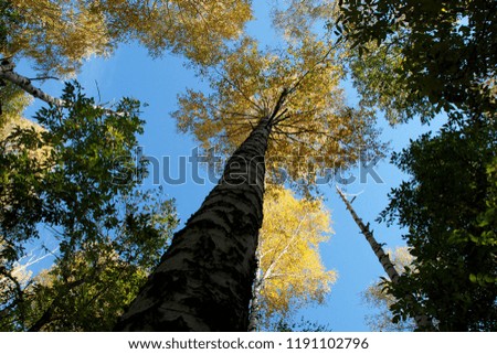 a look at the trees from the bottom up Royalty-Free Stock Photo #1191102796