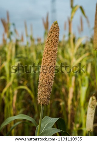 Close Up Of Millet In The Field
