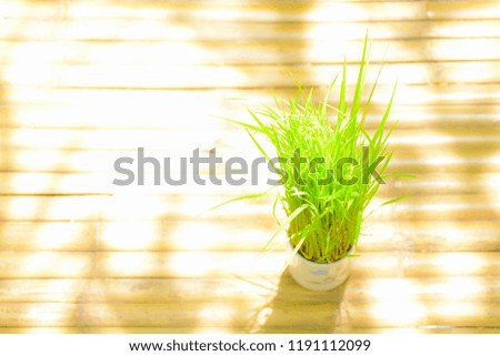Plants in decorative pots placed on wooden