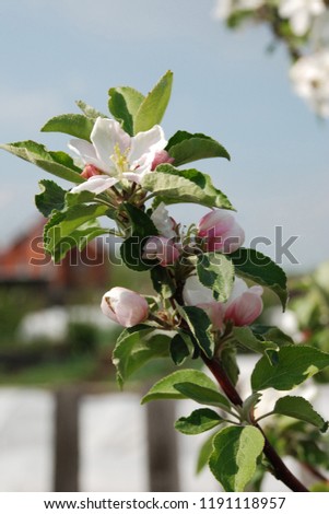 beautiful flowers of Apple trees Royalty-Free Stock Photo #1191118957