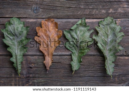 autumn oak leaves in a row, dark wooden table background