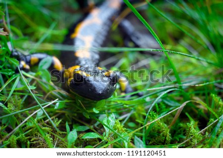 a black yellow spotted Europaean fire salamander (Salamandra) on grass
