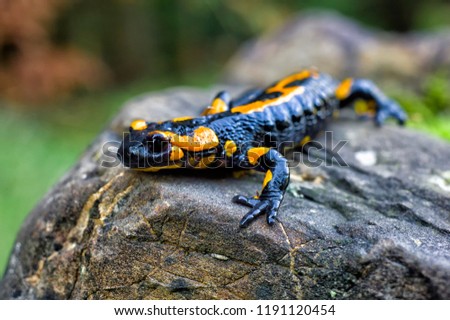 a black yellow spotted Europaean fire salamander (Salamandra) on stone