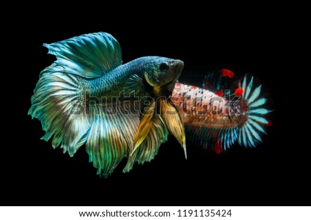 betta fish fight