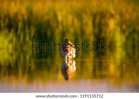 Lake and bird. Natural background. Green, yellow lake background. Water reflection. Bird: Common Snipe. Gallinago gallinago.