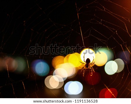 Spider on a web in front of city lights