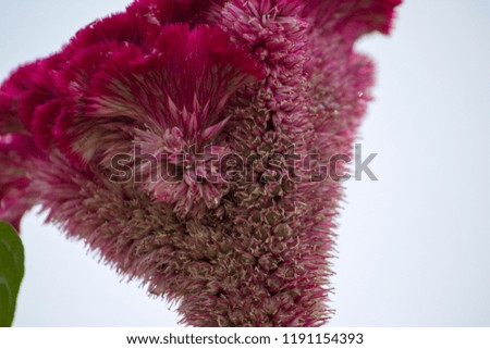 Closeup view of Cock Comb Flower with white Background