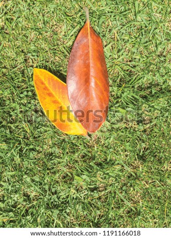 leaf background unit isolate