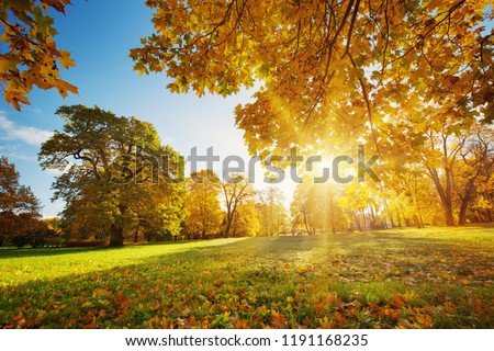 trees with multicolored leaves on the grass in the park. Maple foliage in sunny autumn. Sunlight in early morning in forest Royalty-Free Stock Photo #1191168235