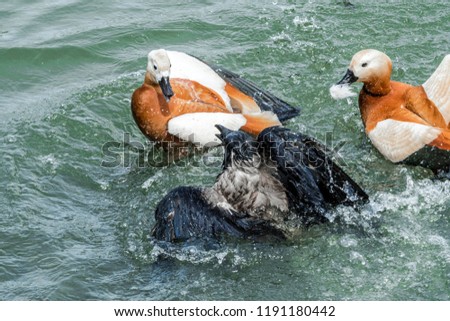 Pair of Ruddy Shelduck (Tadorna ferruginea) attacks Wild Hooded Crow (Corvus cornix) that tried to catch a duckling in park, Moscow, Russia