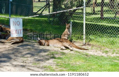 No Exit Kangaroo Rest Area: Cute furry brown kangaroo mother with the baby in her pouch in Victoria (Australia) close to Melbourne laying in the sun on a lush green grass lawn	