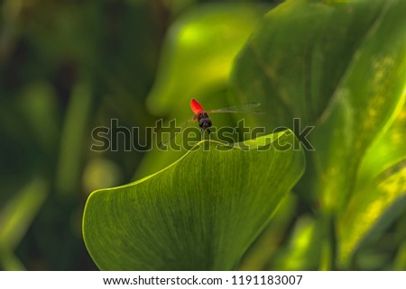 The red dragon fly on top of a green water weed