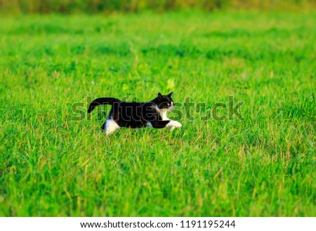 beautiful home cat deftly and quickly runs on the green grass in the summer clear meadow