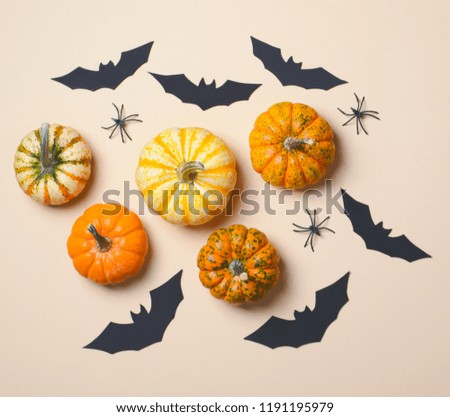 Halloween Background, Different Colorful Pumpkins, Black Bats and Spiders, Halloween Symbols Concept