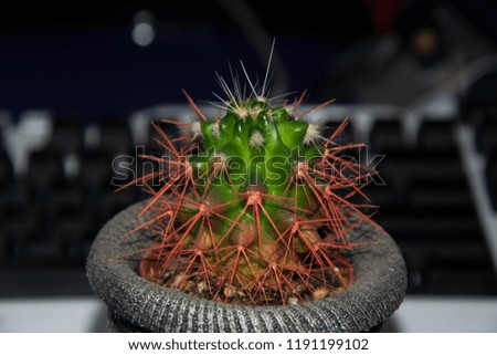 Green cactus with red needles