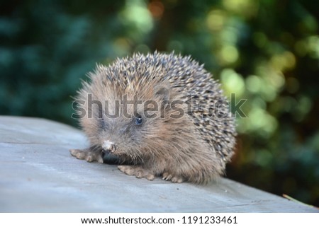One Hedgehog sits  on wood in front of green nature