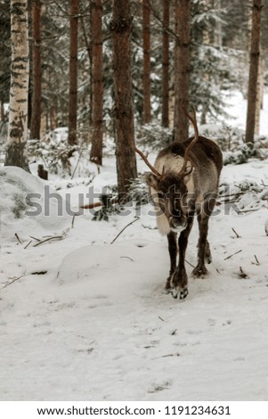 Brown reindeer coming out of the winter forest in the north of Finland