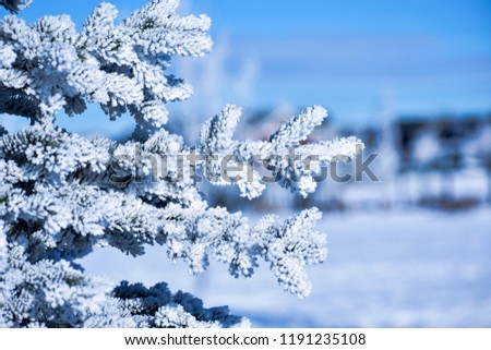 Frosty Winter Picture