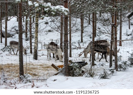 Reindeer herd eating mosk in the farm behind fence in the winter woods