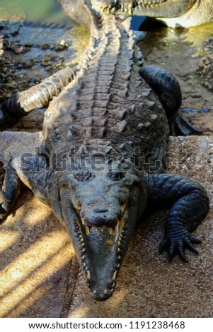 Crocodile Farm in Moron, Cuba, 2013