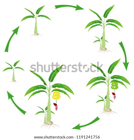 The life cycle of a banana plant on a white background.