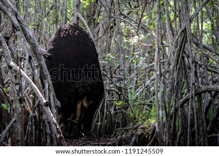 Termite Colony at Laguna la Redonda Lake, Cuba, 2013