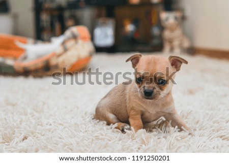 Chihuahua puppy on the carpet