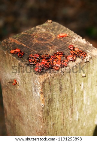 Pyrrhocoris apterus, firebug insects on a wood