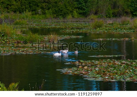 swan, river, Valdivia