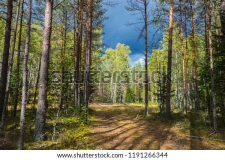 Autumn forest nature. Vivid morning in colorful forest with sun rays through branches of trees. Scenery of nature with sunlight.