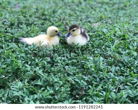 Picture of two cute ducklings!