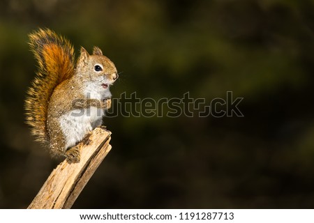 American Red Squirrel - Tamiasciurus hudsonicus, standing upright on a branch with snow flakes on it's body.  Background is bokeh of pine trees.