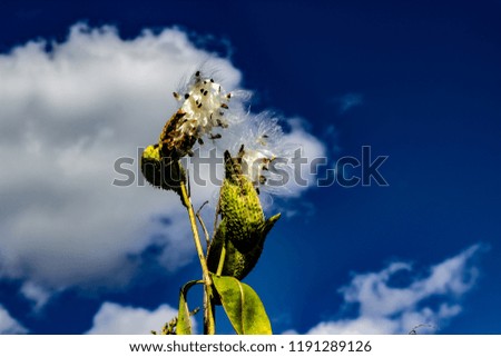 Milkweed pods releasing the silky seed pod contents into the wind on a sunny day. A deep blue sky with white clouds is the background.