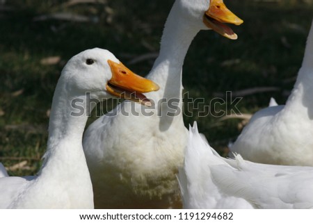 White, beautiful ducks