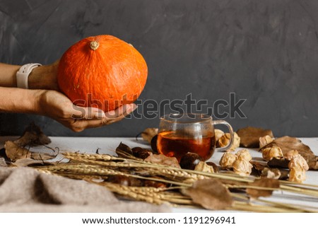 Autumn Thanksgiving Background. Female hand holding Pumpkin. Next lying chestnuts, cup of black tea, physalis, knitted sweater lying on gray background