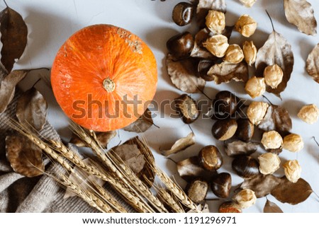 Autumn Thanksgiving Background. Flat lay. Pumpkin, chestnuts, knitted sweater lying on gray background