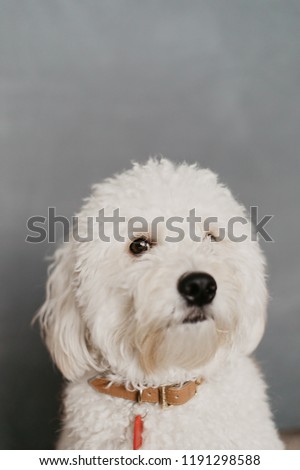 Cute GoldenDoodle Puppy Getting His Picture Taken