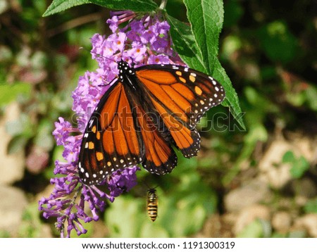 Orange Monarch Butterfly on a Purple Blooming Flower with a Bee Flying Close By Trying to Land on the Flower