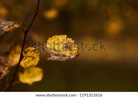 Photo of aspen leaves on a tree. Golden autumn. Warm brown and dark background