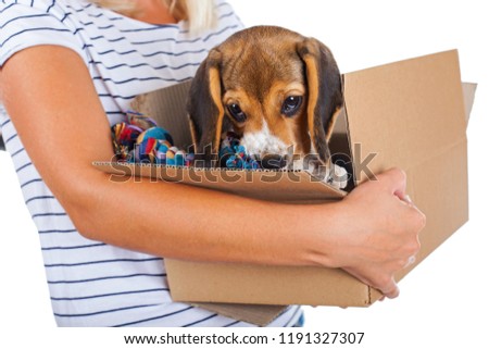 Close up picture of a tricolor beagle puppy in a box held by female owner on isolated