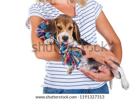 Close up picture of a cute tricolor beagle puppy in female owner's hands on isolated